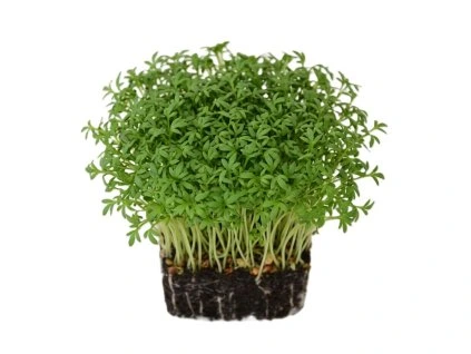řeřicha microgreens