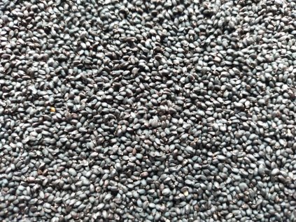 Semínka bazalky zelené na microgreens – Ocimum basilicum detail