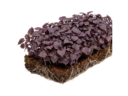 shiso purple