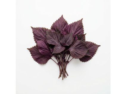 shiso purple