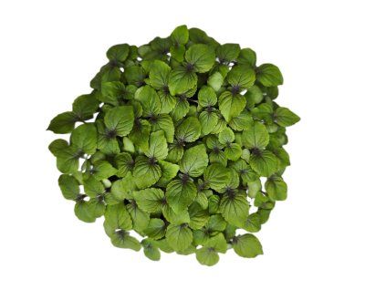 shiso bicolor 2