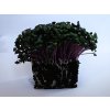 Semínka červeného zelí na microgreens – Brassica oleracea capitata klíčky