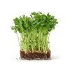 maple leaf microgreens