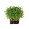 řeřicha microgreens