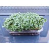 Semínka černé toskánské kapusty na microgreens – Brassica oleracea acephala výhonky