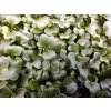 Semínka černé toskánské kapusty na microgreens – Brassica oleracea acephala