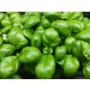 Semínka bazalky zelené na microgreens – Ocimum basilicum výpěstky