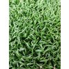 spenat microgreens