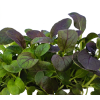 pakchoi red 1