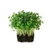 calabrese microgreens 1
