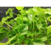 klíčky fazole Adzuki na microgreens – Vigna angularis