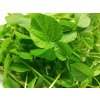 Výhonky fazole Adzuki na microgreens – Vigna angularis