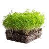 mrkev microgreens