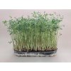 Semínka červené čočky na microgreens – Lens culinaris výhonky