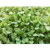 greenoakleaf2