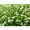 redoakleaf1