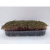 strucha zelna microgreens