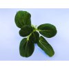 pakchoi bily 02