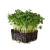 daikon microgreens 1