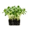 slunečnice microgreens 1