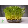 Microgreens hrášek