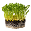 hrách microgreens