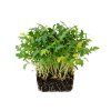 rukola microgreens 1