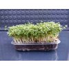 microgreens řeřicha