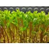 microgreens čočka zelená