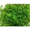 čočka microgreens 2