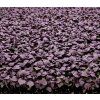 shiso purple