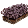 shiso purple
