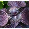 purple shiso 3