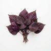 shiso purple
