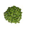 shiso bicolor 2