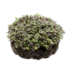 shiso bicolor