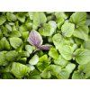 shiso bicolor 3