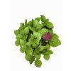 shiso bicolor