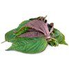 shiso bicolor 1