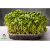 Microgreens Ředkev Daikon