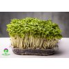 Klíčky bílé hořčice na microgreens – Sinapis alba