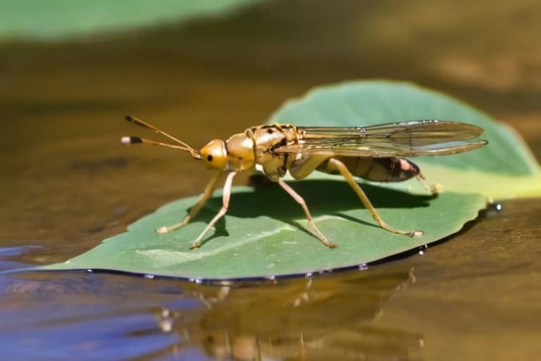 Jaké druhy vodního hmyzu můžeme najít v České republice?