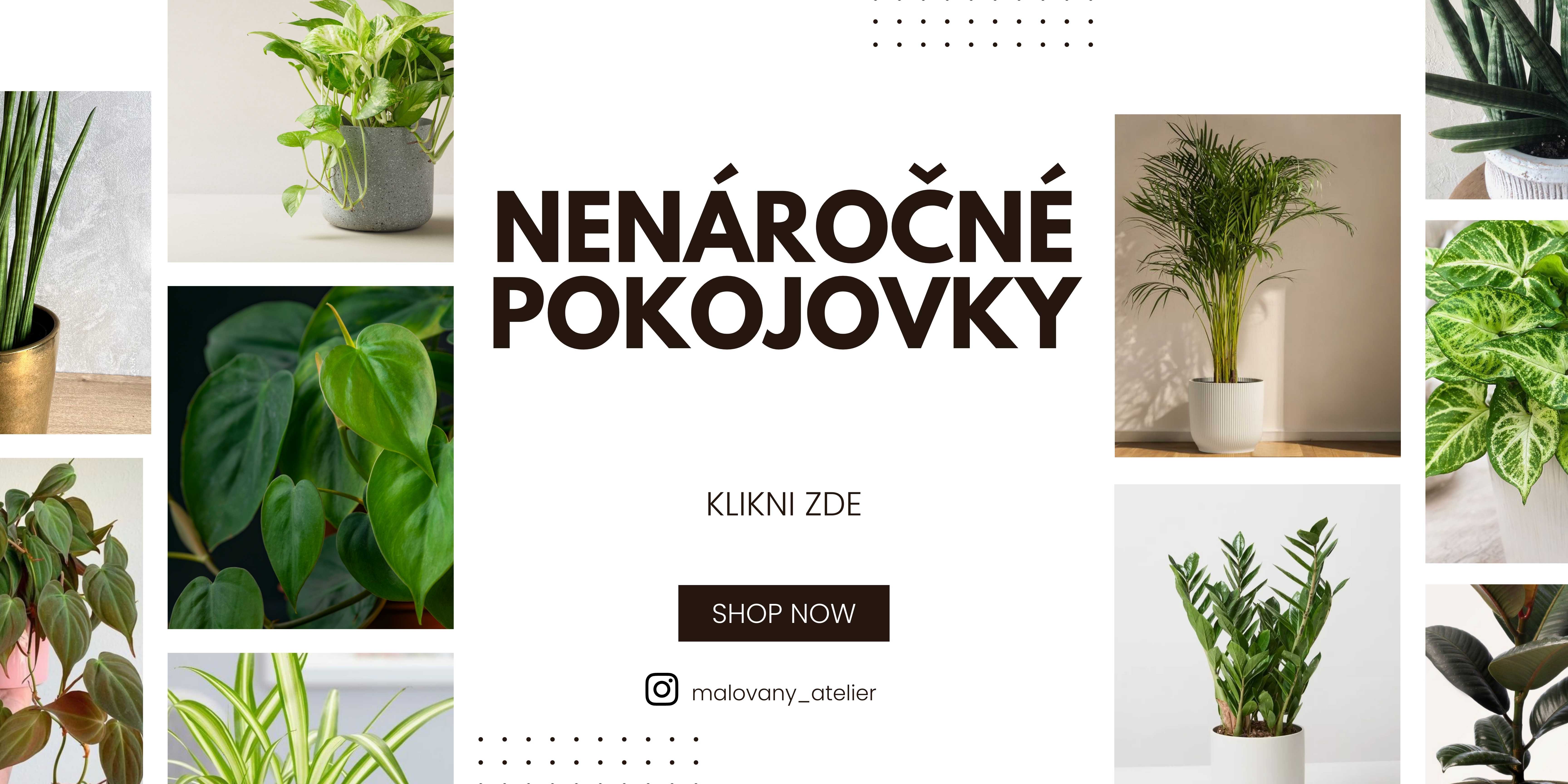 Nenáročné pokojovky