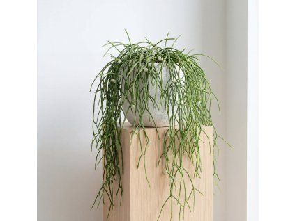 Rhipsalis - převislý kaktus