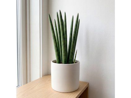 Sansevieria - Cylindrica