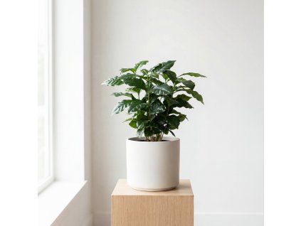 Coffea arabica - vůně kávy