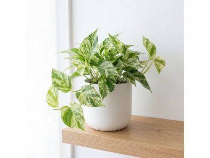 Epipremnum Happy Leaf