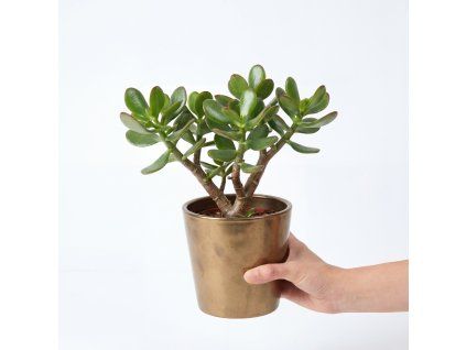 Tlustice - crassula ovata