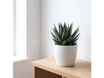 Aloe vera - Harworthia