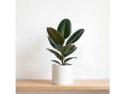 Ficus elastica ‘Robusta’ – kaučukovník